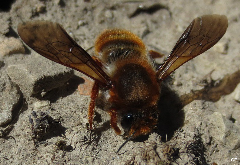 Megachyle